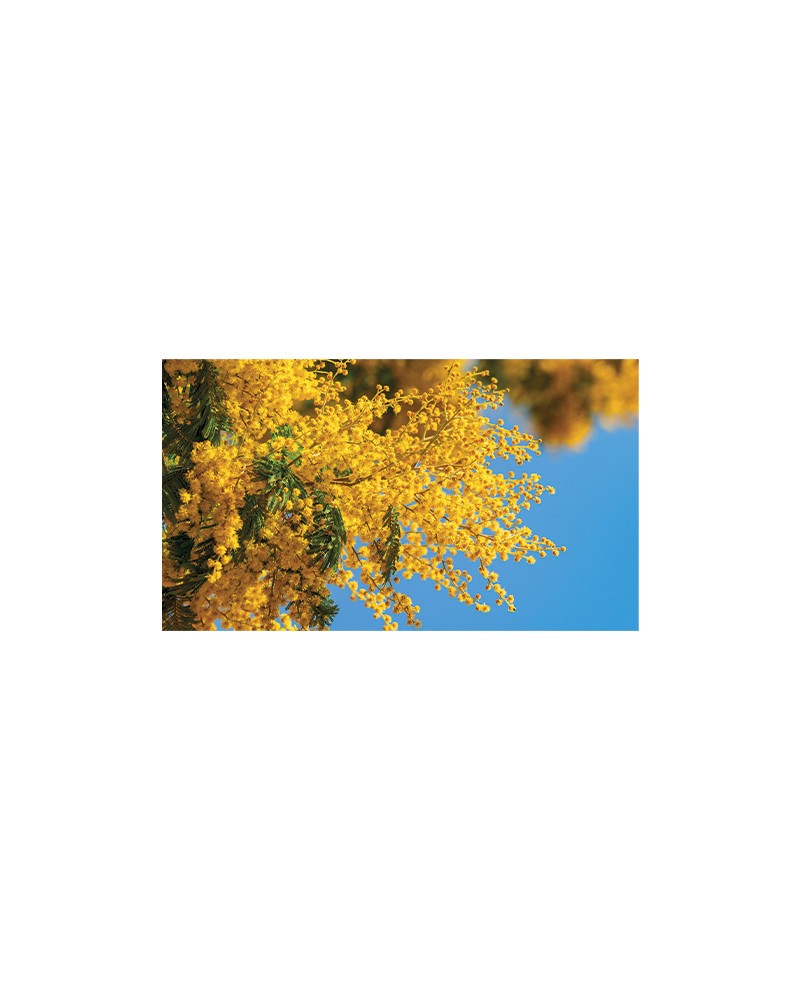 Illustrato Fiori 2026